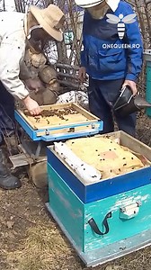 119K views · 660 reactions | Depending on your hive box structure you can give your bees a hand and try to help them clean all the debris that fell off during the harsh winter For full videos, check these channels: @CostinApicultor - YouTube @pasekaydoma - YouTube @YABANADAM - YouTube | OneQueen.ro | Facebook