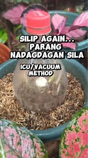 73K views · 512 reactions | ICU OR VACUUM METHOD mas pinapabilis ang paglabas ng mga shoots|Aglaonema Plant Propagation Mamalyn's Garden #aglaonemaplants #aglaonema #ICU #Vacuum #Method #process #myplants #plantpropagation #tips #guide #forbeginners #plantingtips #gardeningtips #backyardgarden #HappyPlanting #homegarden #homegardening #houseplants #backyardgardening #plantmom | Mamalyn's Garden | Facebook