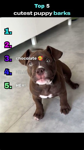 Top 5 Cutest Puppy Barks That Will Melt Your Heart 🐾💕