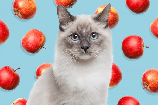Can Cats Eat Apples? How to Feed the Fruit to Your Cat Safely