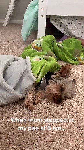 Yorkie Morning Mischief: A Funny Story from Mom