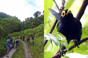 Birdwatching takes flight as eco-tourism gains popularity in Philippines