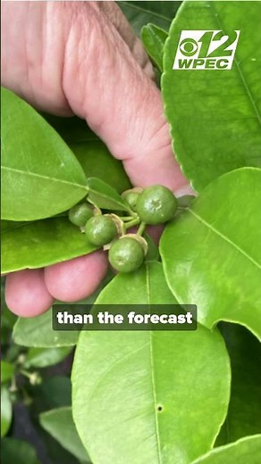 Greening, freeze, storms still loom as USDA raises Florida orange, grapefruit forecasts