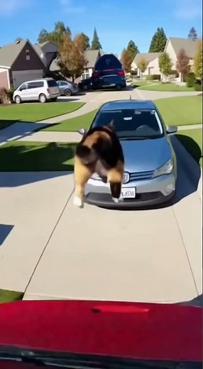 A Day in the Life of a Cat (CHAOS POV) 😼 | GoPro Cat Adventure!