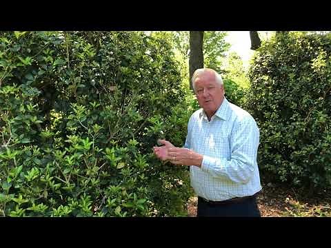 Plant Features: Osmanthus