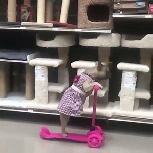 Shopping time ❤❤ Credits: @niza_the_frenchie | French Bulldog World