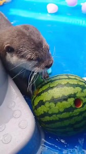 4.6K views · 160 reactions |  Otter guarding his watermelon treasure during the bath.簾 | Otter Melonpan | Facebook