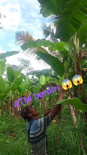 pohon uang #tutorial #farming #garden #tanamanhiasdepanrumah #nature #agriculture