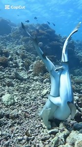 6.1K views · 953 reactions | Ocean life | Explore Earth | Facebook