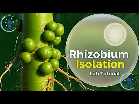 Isolation of Rhizobium from Root Nodules | Microbiology Lab Tutorial