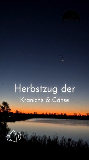 I like this time of the year so much! 🥰 #Kranich #crane #zugderkraniche #kranichzug #gänse #goose #wildlife m | Wildlife-Touren Berlin
