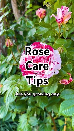 How to take care of your Roses 🌹