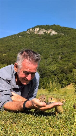 Nigel Marven Syseľ pasienkový = Veľká láska ❤️ Aj takto vtipne by sme opísali nadšenie britského dokumentaristu, ktorý sa opakovane dožadoval návštev lokalít s výskytom týchto charizmatických cicavcov. Náš tím mu to samozrejme splnil 🥰 Film uvidíte na Televízia JOJ už 2.1.2026 o 20:40 a hneď po ňom bude nasledovať o 21:35 film o filme z pozadia natáčania. Nový príbeh o sysľoch sme pre vás natočili vďaka Veolia Slovensko a VÚB banka | Divoké Slovensko s Nigelom Marvenom 2