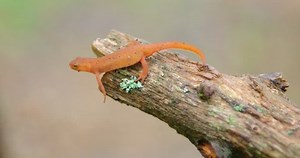clip-1020472384-little-orange-lizard-gecko-on-old-log