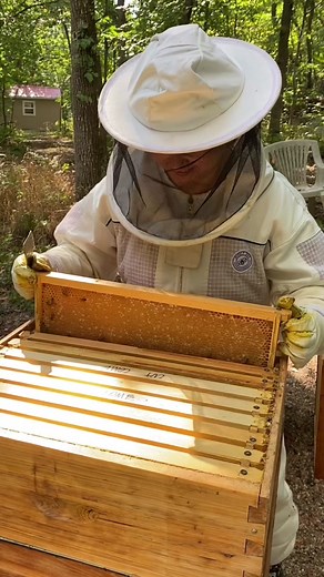 Honey Extraction Methods and Tips