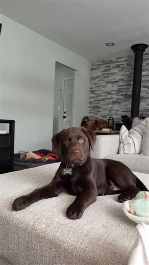 Meet Buck: Your New Best Friend!