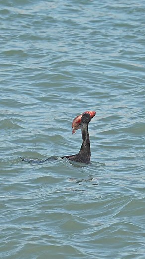 17M views · 292K reactions | Hungry cormorant swallows huge red fish alive. #bird #birdsofprey #wildlife #nature #fishing | Mark Smith Photography | Facebook