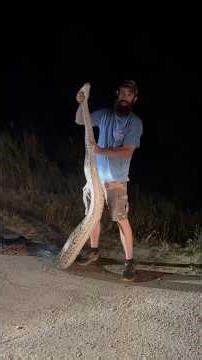 Giant Python!