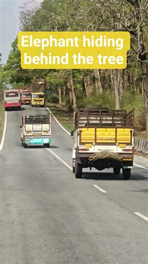 how to scare an elephant? #wildlife #elephant #forest #viral #nature #forestelephant