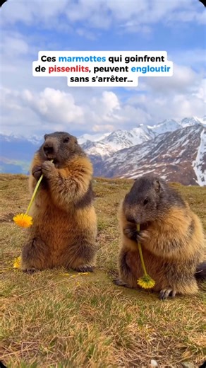Concours de bouffe entre marmottes 🌻 📹 Vidéo by @ murmeltierfotos.be (Martina Gebert) #ecologie #animaux #animal #marmotte #animallover #environnement #nature #montagne | Merci pour l'info Jo