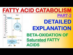 Fatty acid catabolism Part 2
