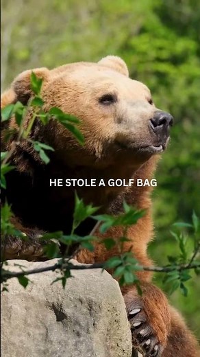 This bear stole a golfer's clubs 😱🐻