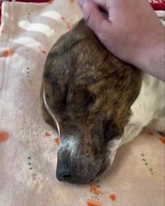 43K views · 683 reactions | Pancake update - He is worse today, his...