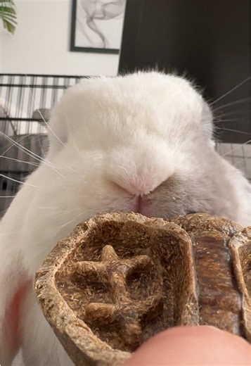 Fluff asmr #asmr #rabbit #bunny #rabbitsoftiktok #cutepet