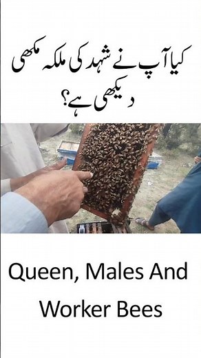 A Brief Introduction To Queen Bee | Have You Seen The Queen Bee |Shehad Ki Malka Makhi