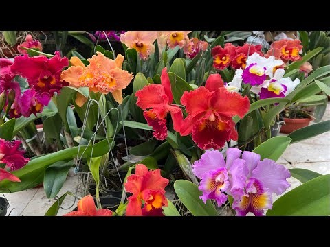 Lan cattleya-0834608769- LAN RỪNG LÂM ĐỒNG
