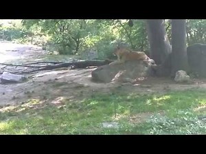 African Lions at Bronx Zoo