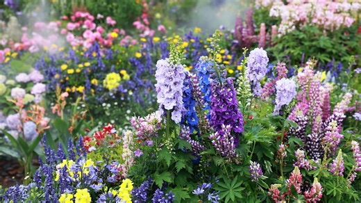 The Fast-Growing Perennial With Pink Blooms That Pollinators Absolutely Love