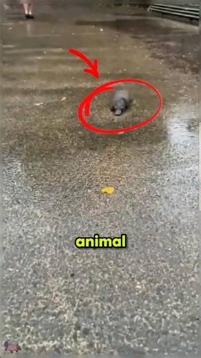 From another planet? 😳 #animals #wildlife #nature #weirdanimals #animalfacts #platypus