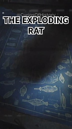 WW2's Strangest Secret Weapon: The Exploding Rat! 🐀💣 #history #facts #viral #shorts