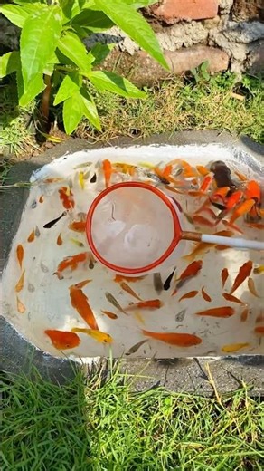 Scooping colorful fish: goldfish, GloFish, comet fish, and balloon fish