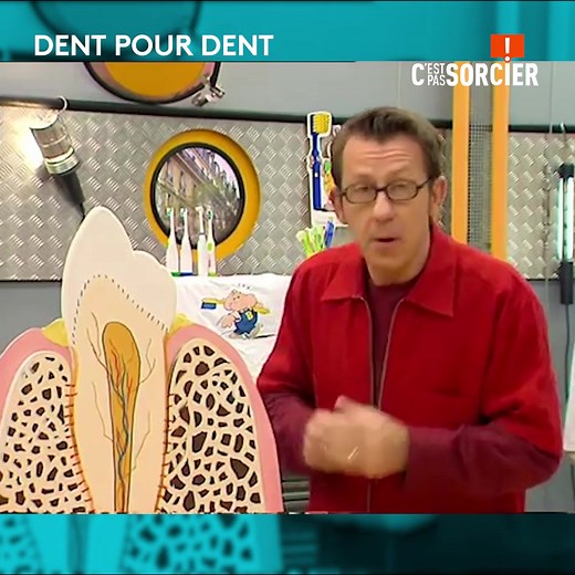 Avec Jamy Gourmaud, vous allez comprendre pourquoi il faut bien se brosser les dents ! | C'est pas sorcier