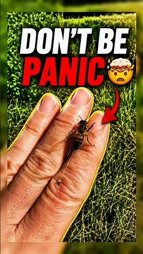 Don't Be Panic When Bee Sting You🤯!