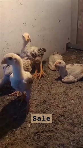 30 days old shot beak Chicks 5 chicks 4500+ transportation charge extra