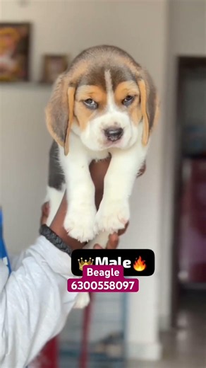 Beagle Puppies available for sale in Hyderabad at affordable prices