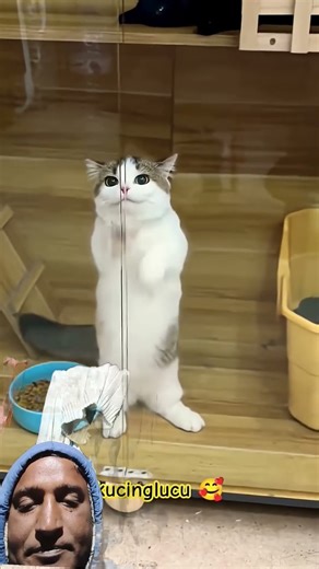 Cat DJ dance video viral short video