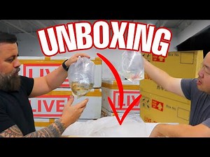UNBOXING TROPICAL FISH FROM AROUND THE WORLD - lots of awesome fish came in today