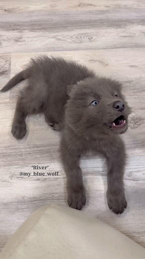 @my_blue_wolf_ | Happy Howling Monday love River @my_blue_wolf_ Doesn’t he have the cutest ‘warble’ howl? 🥹 . River joins his sister Ocean in May here in... | Instagram