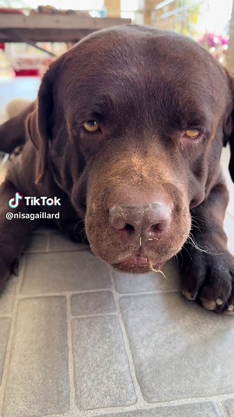 Brown Labrador Retriever Relaxing Indoors