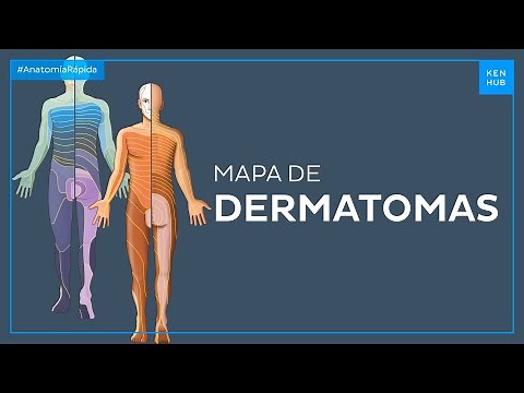 Mapa de dermatomas - Anatomía Fácil | Kenhub