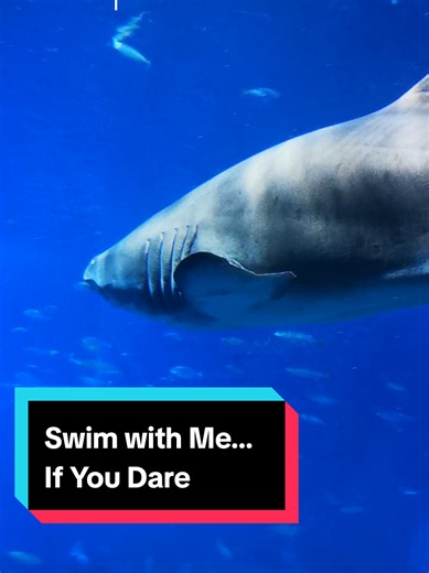 Sassy Paws on TikTok