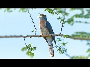 拍到了难得一见的四声杜鹃叫声，它究竟说了什么？