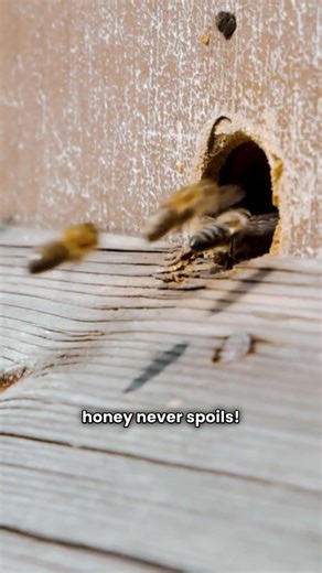 Facts you DID NOT know about BEES!!!🐝🐝