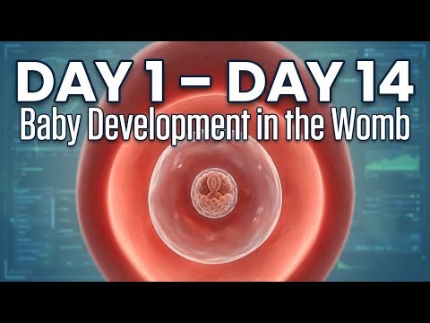 Pregnancy Day 1 to Day 14 | Baby Development in the Womb (3D Medical Animation)