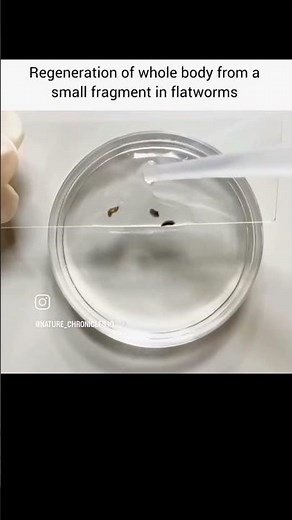 Regeneration of planaria....