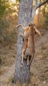 Watch This Leopard Carry HUGE Prey Up A Tree! How Do They Do It?